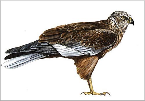 Falco di padule