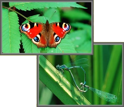 Farfalla e libellule in accoppiamento