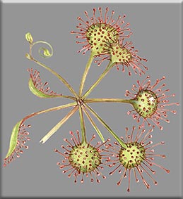 Drosera rotondifolia