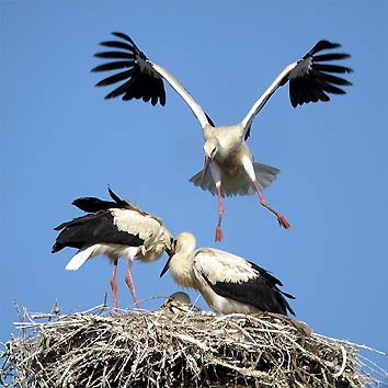 20 giugno, i primi grandi salti sul nido (foto Enrico Zarri)