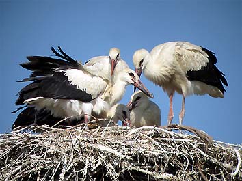 20 giugno, i 5 pulcini nel nido (foto Enrico Zarri)