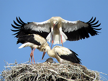 20 giugno, i primi grandi salti sul nido (foto Enrico Zarri)