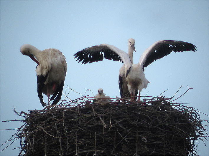 3 giugno 2013: nel nido di Fucecchio un adulto (a sinistra), i due fratelli (a destra) e al centro, visibilmente più piccolo, il pulcino della storia.