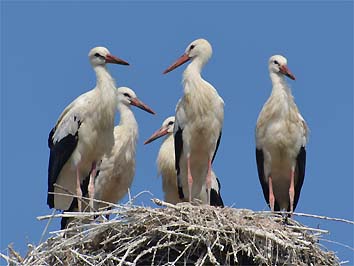 4 luglio, le cinque giovani cicogne sul nido(foto Franco Marmugi)