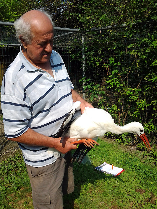 9 agosto 2014: la cicogna viene liberata da Bruno Vaschetti, responsabile del Centro Cicogne di Racconigi.