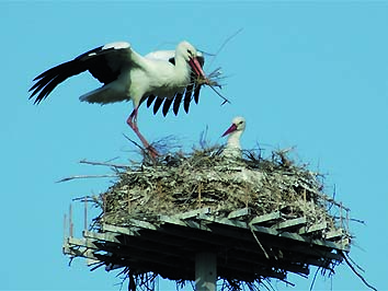 Sistemazione del nido (foto Franco Marmugi)