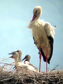 La nidiata al completo con i 4 pulcini (foto Enrico Zarri)