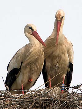 La coppia sul nido (Foto Maurizio Forti)