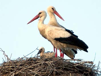 Il pulcino nel nido con i genitori (Foto Maurizio Forti)