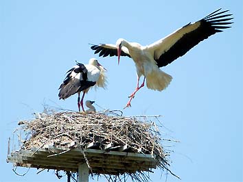 I genitori si scambiano al nido  (Foto Maurizio Forti)