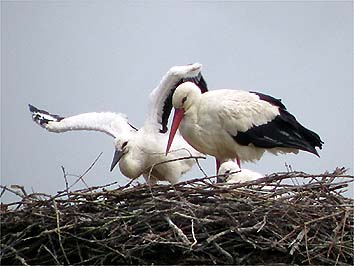 30 maggio, nel nido si vedono due pulcini (foto Enrico Zarri)