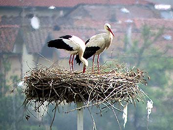 La nuova coppia sul nido (foto Enrico Zarri)