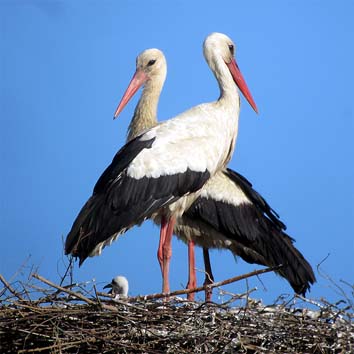 15 giugno: la coppia sul nido con un pulcino (foto Enrico Zarri)