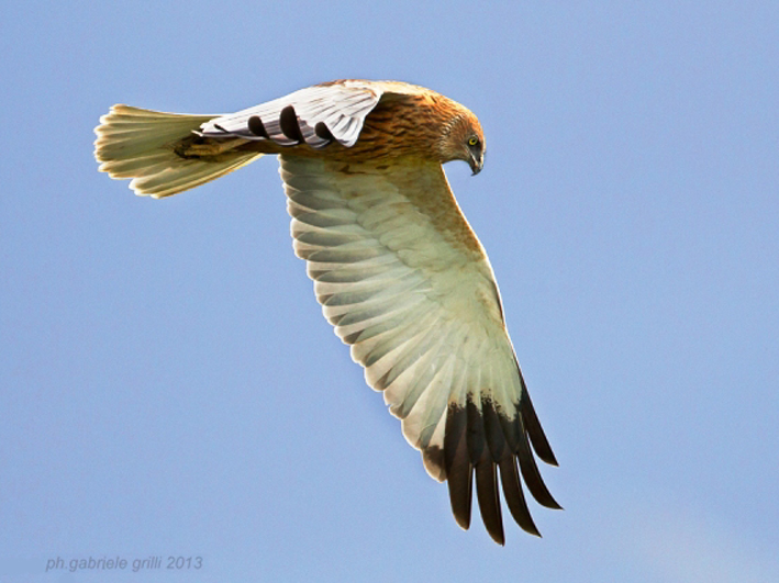 Falco di palude (foto di Gabriele Grilli)