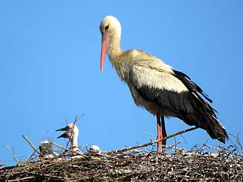 Adulto al nido con i pulcini (foto Enrico Zarri)