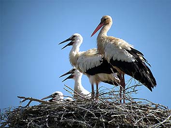 Sul nido un adulto ed i quattro pulcini (foto Enrico Zarri)