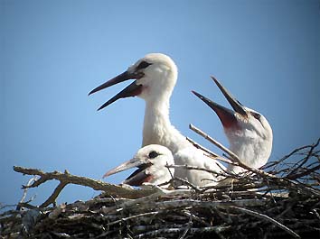 7 giugno, pulcini di circa 45 giorni nel nido (foto Enrico Zarri)