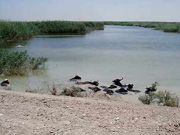 Marshland irachena