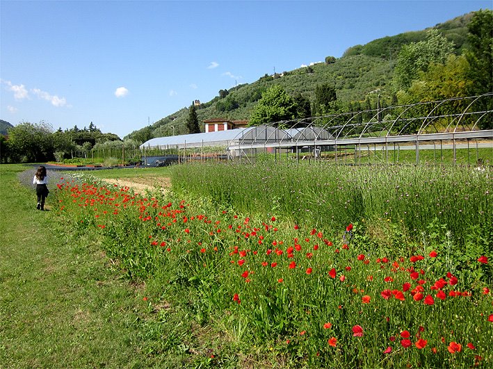 Campo wildflowers presso ITAS di Pescia